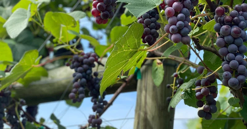 Seasonal fruit] Pione