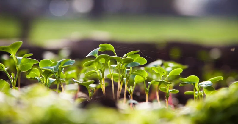 スプラウトって?