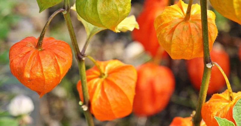 【今が旬】ほおずき
